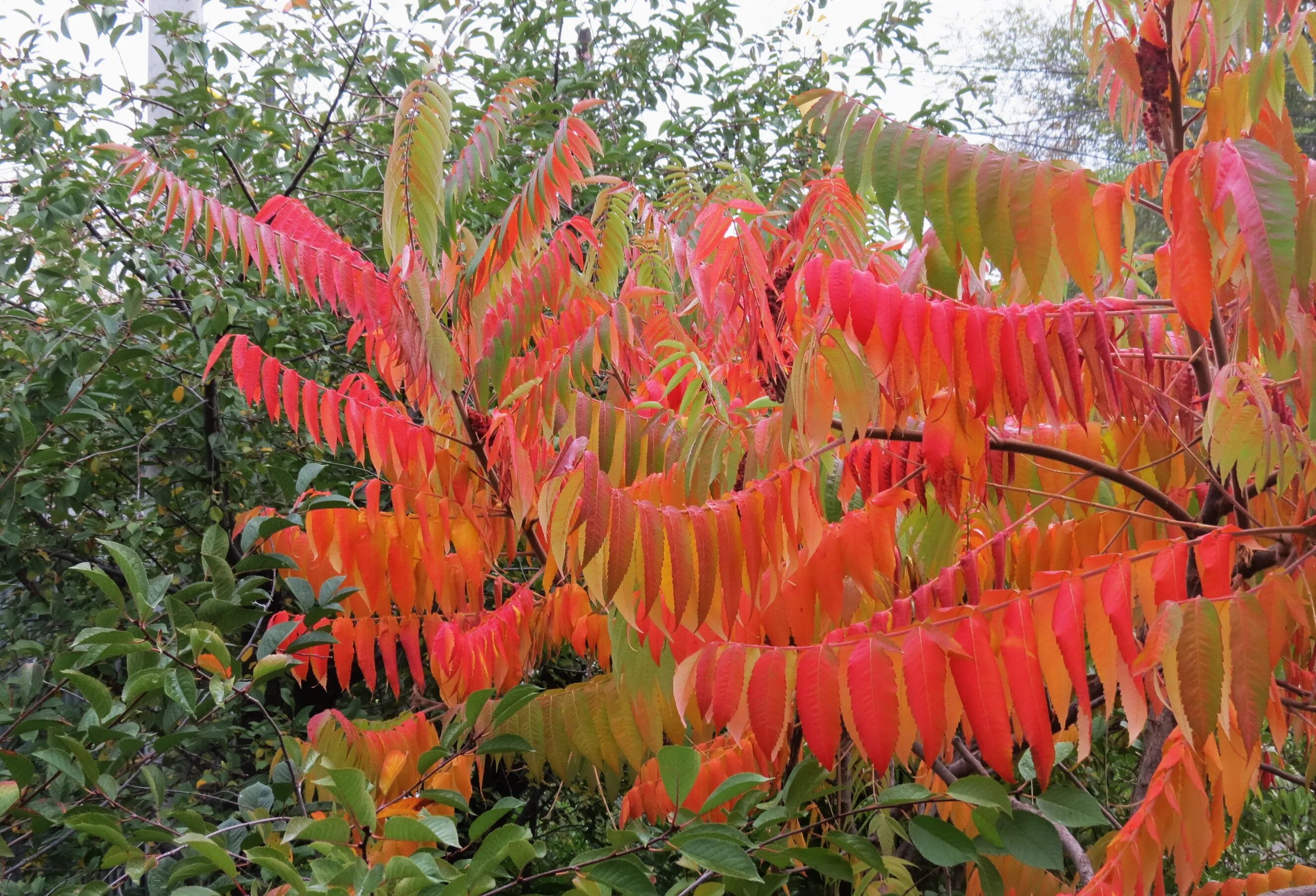 Сумах оленерогий Rhus typhina. Сумах оленерогий уксусное дерево. Сумах пушистый оленерогий уксусное дерево. Сумах Rhus typhina.