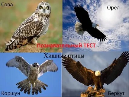 Орловский филин