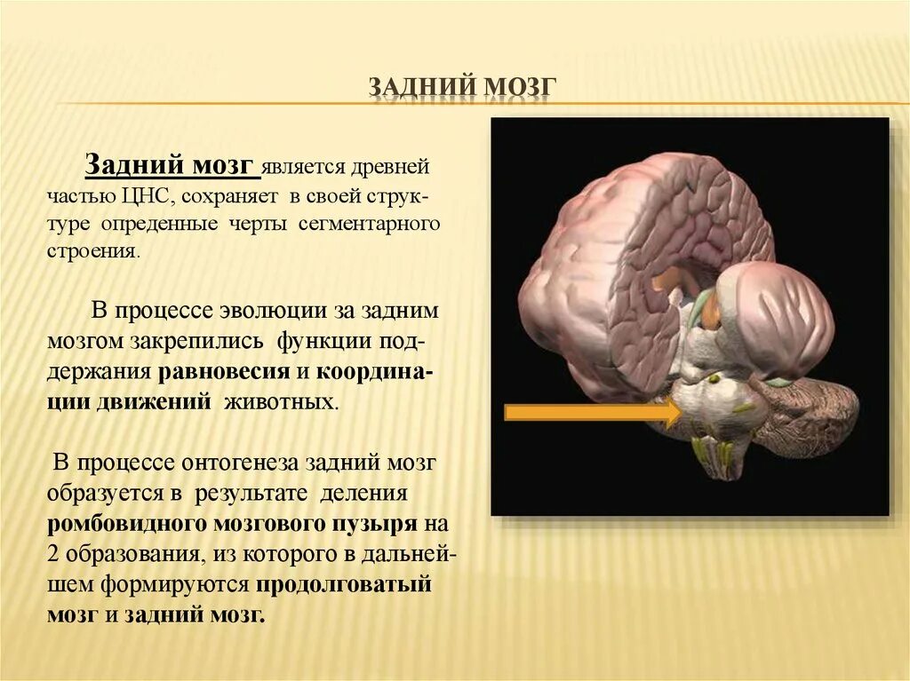 Задний мозг строение структур. Структура заднего отдела мозга. Головной мозг отделы и функции задний мозг. Структуры, входящие в задний мозг. Задние доли мозга