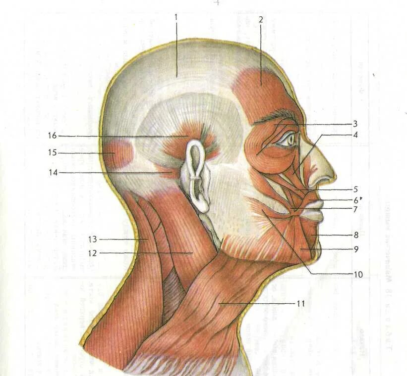 Затылок описание. Сухожильный шлем головы анатомия. Строение черепа мышцы головы. Мышцы головы и шеи анатомия затылок. Мимические мышцы головы и шеи анатомия.
