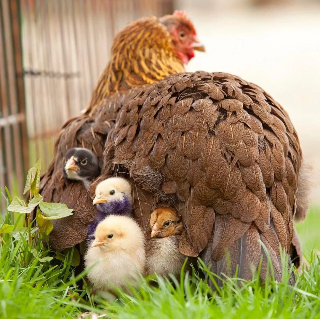 День домашних птиц. Фазан Квочка наседка с птенцами. Курица наседка Квочка. Курица с цыплятами. Наседка с цыплятами.