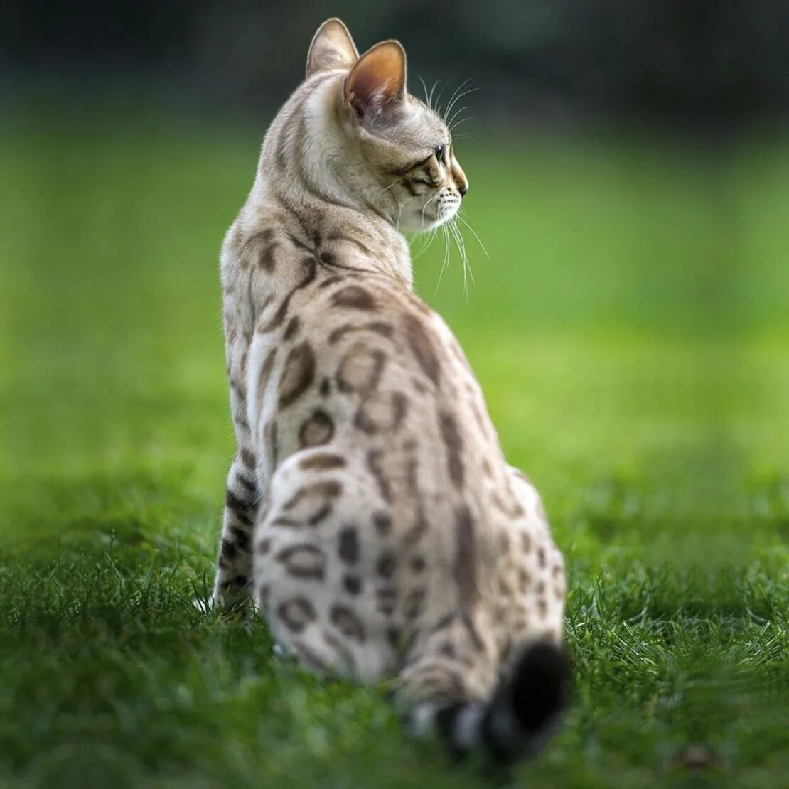 Очень красивые кошки картинки. Сноу бенгалы. Бенгальская кошка. Бенгальская кошка Линкс. Белый бенгальский кот.