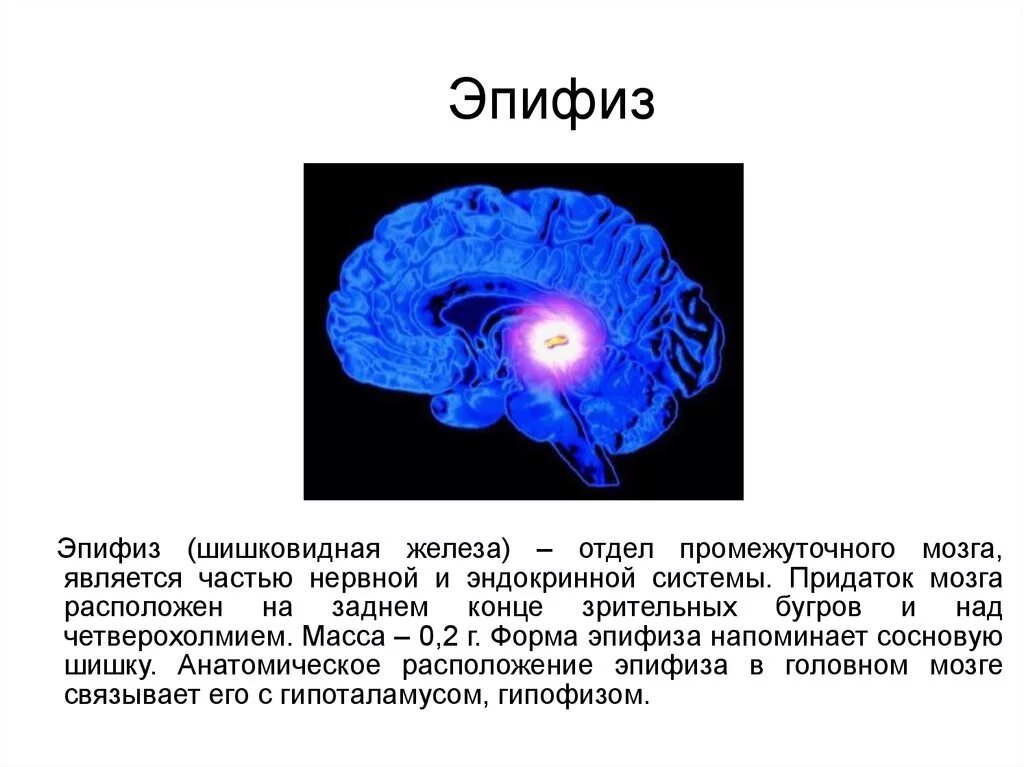 Шишковидная железа. Эпифиз строение и функции. Строение мозга шишковидная железа. Строение мозга эпифиз. Эпифиз головного мозга анатомия.
