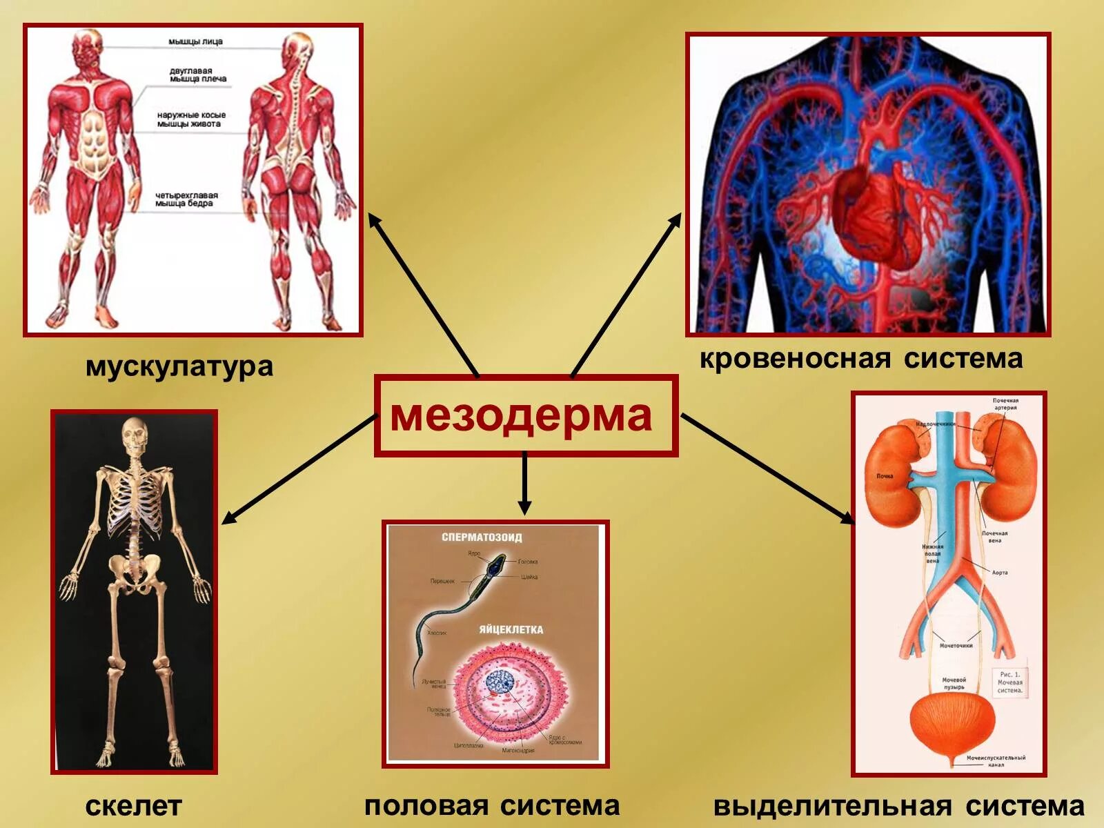 Что развивается из мезодермы. Мезодерма. Скелетная мускулатура мезодерма. Половая система мезодерма.