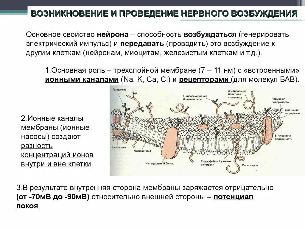 Процесс возбуждения нервных клеток. Механизм развития возбуждения в нервной клетке. Последовательность возникновения возбуждения в нервной клетке.. Роль клеточной мембраны в проведении нервного импульса. Механизм возникновения возбуждения.