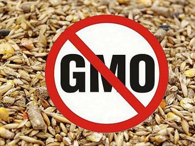 Запрет на ввоз кормов. ГМО В кормах. Корм запрет. Корма для животных запрет.