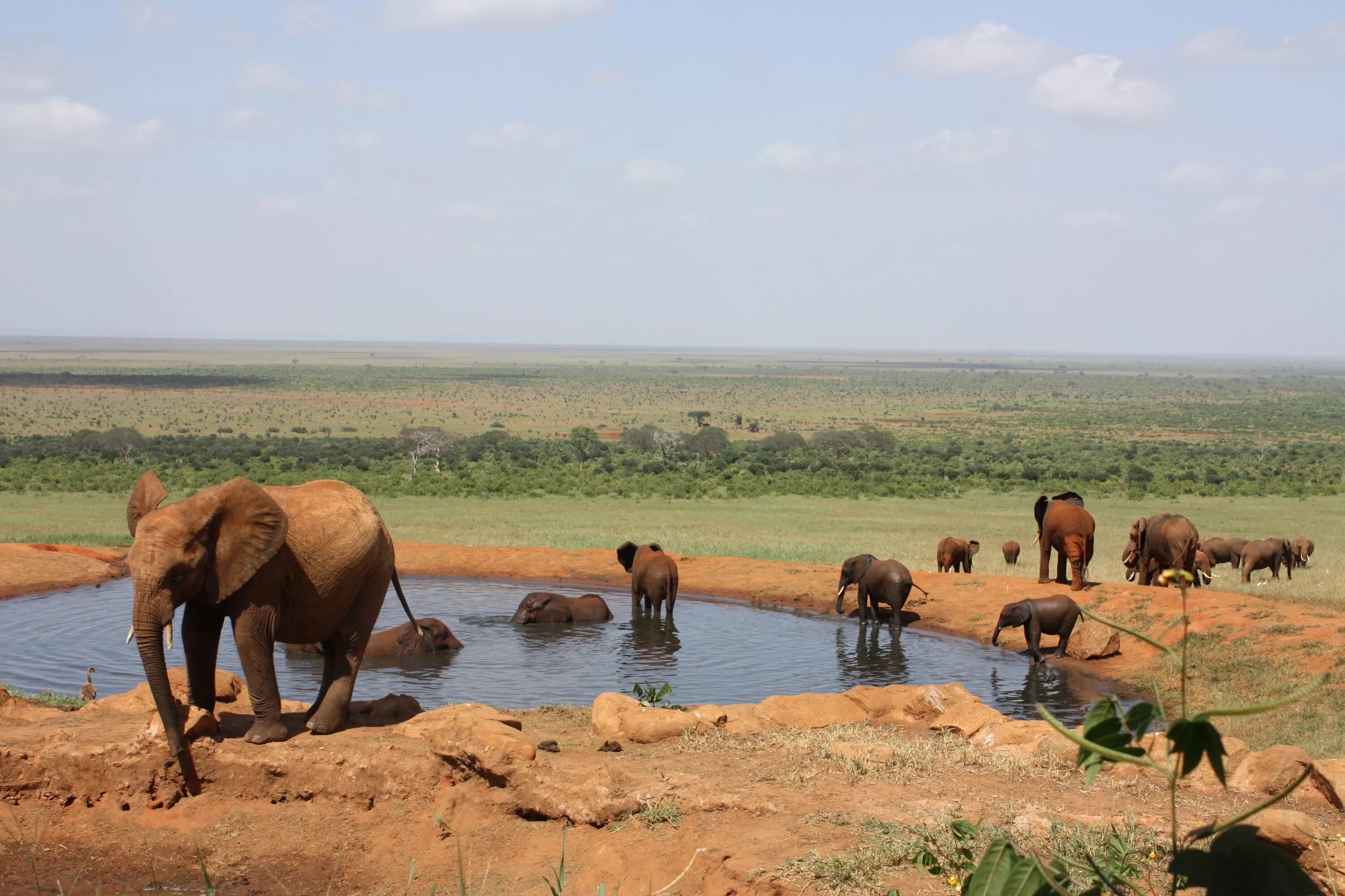 дельта окаванго ботсвана. национальный парк лимпопо мозамбик. парк чобе ботсвана. саванна (река). лимпопо река в африке.