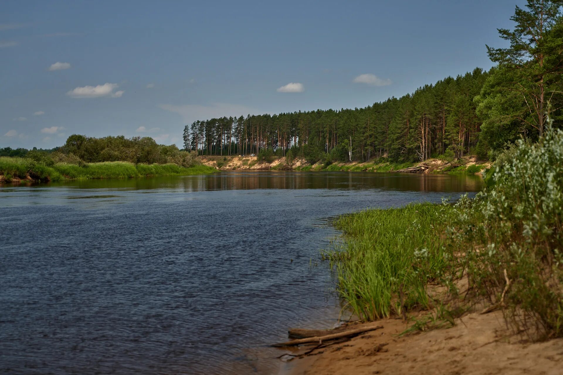 Река Молога. Река Молога Сандово. Река Молога Вологодская область. Река Молога фотографии. Молога притоки