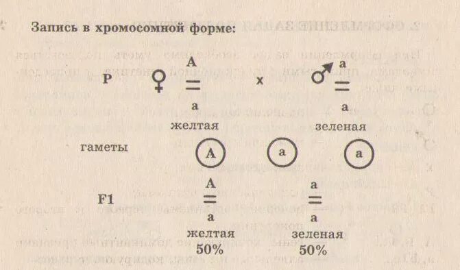 Генотип запись. Хромосомная форма записи. Схема задачи по генетике. Хромосомная форма записи скрещивания. Гаметы в генетических задачах.