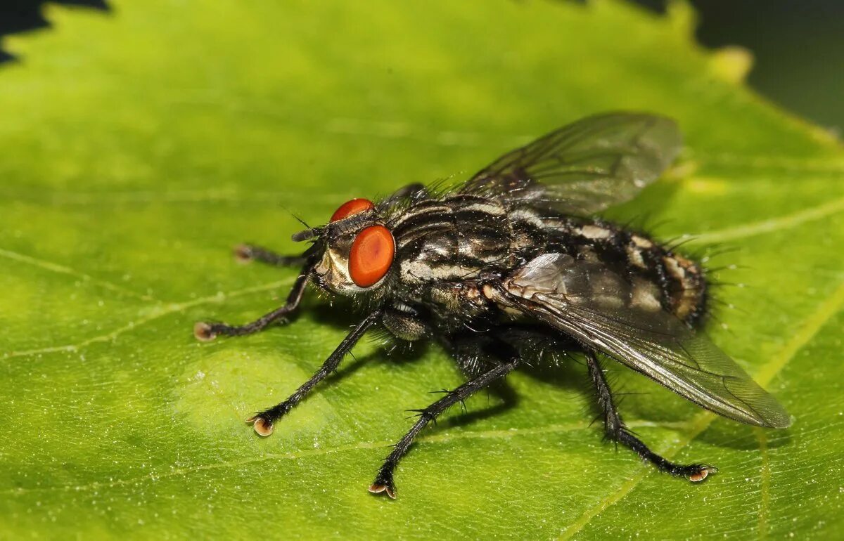 Муха тахина. Тахины Ежемухи Tachinidae. Муха тахина насекомое. Двукрылые мухи тахины.