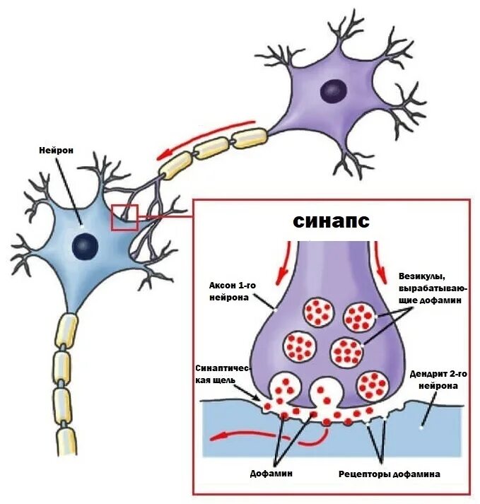 Дофамин синапс. Дофаминергические Нейроны. Дофамин и Нейроны. Дофамин в ЦНС. Захват дофамина