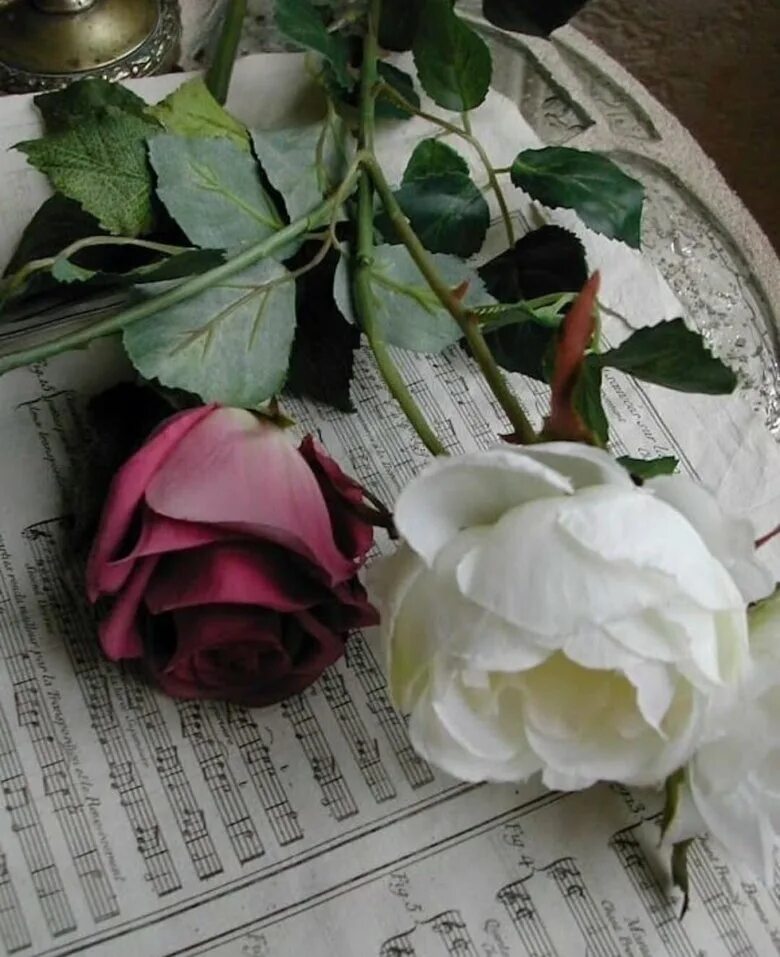 Цветок грустит. Две розы. Грустный цветок. Цветок печали.