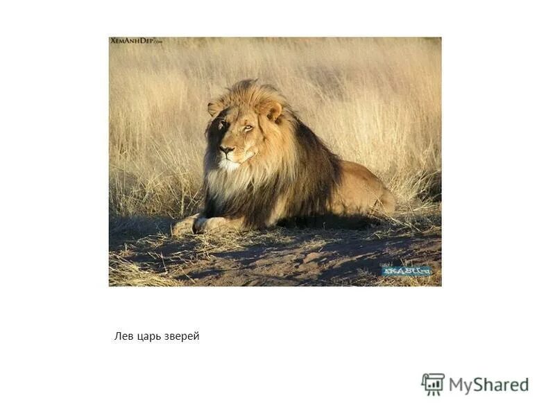 сказка про львов для детей. кого называют царем зверей. родственники тигров. почему именно лев царь зверей. лев зверь.