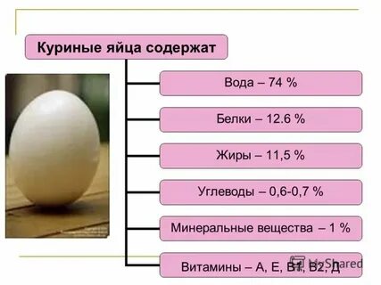 1 яйцо содержит белка