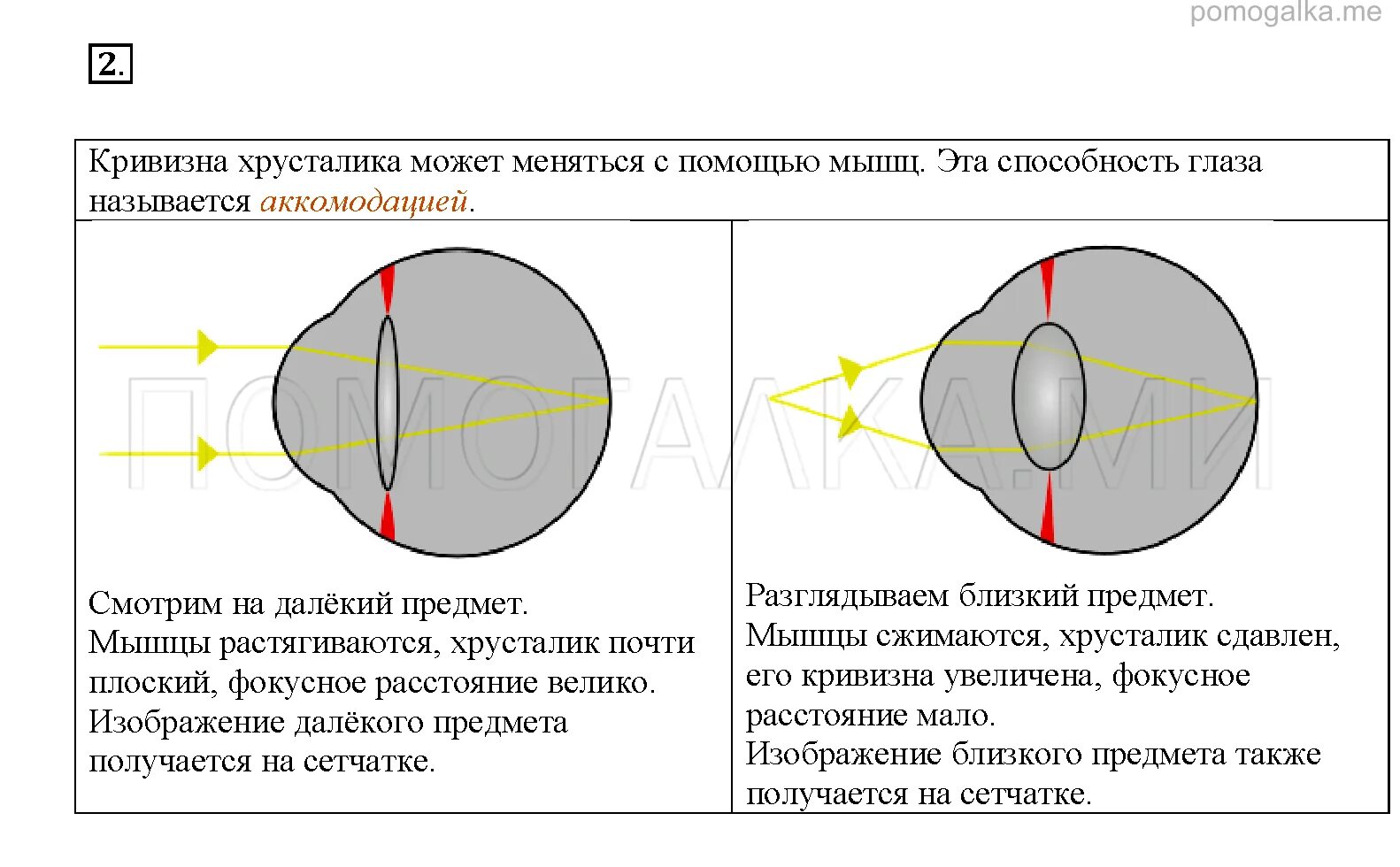 Практическая работа принцип работы хрусталика биология. Изменение кривизны хрусталика глаза. Как меняется кривизна хрусталика. Увеличивается кривизна хрусталика. Кривизна хрусталика изменяется при.