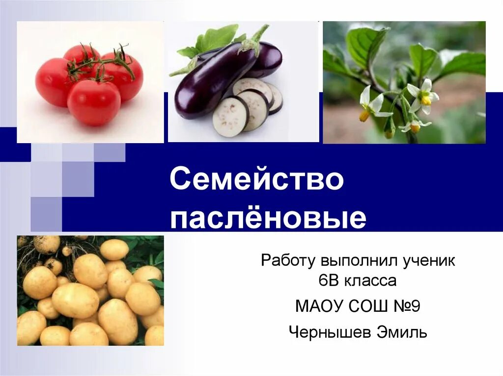 Семейство Пасленовые 7 класс биология. Паслёновые Паслёновые. Пасленовые 1 представитель. Пасленовые презентация.