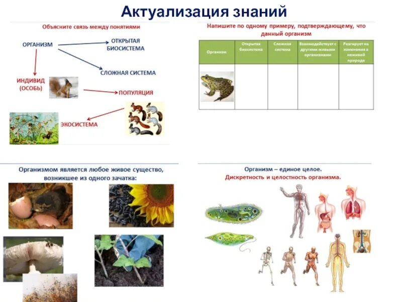 Живые организмы в открытом. Живые организмы открытые системы. Стендовый доклад биология.