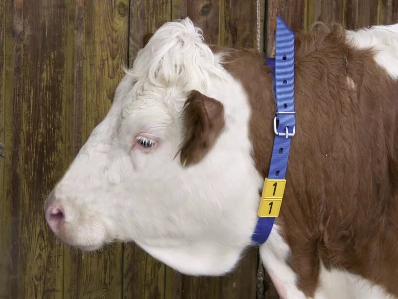 Биркование коров. Морда коровы. Бирки для коров. Уши коровы. Бирка ушная для крс a.