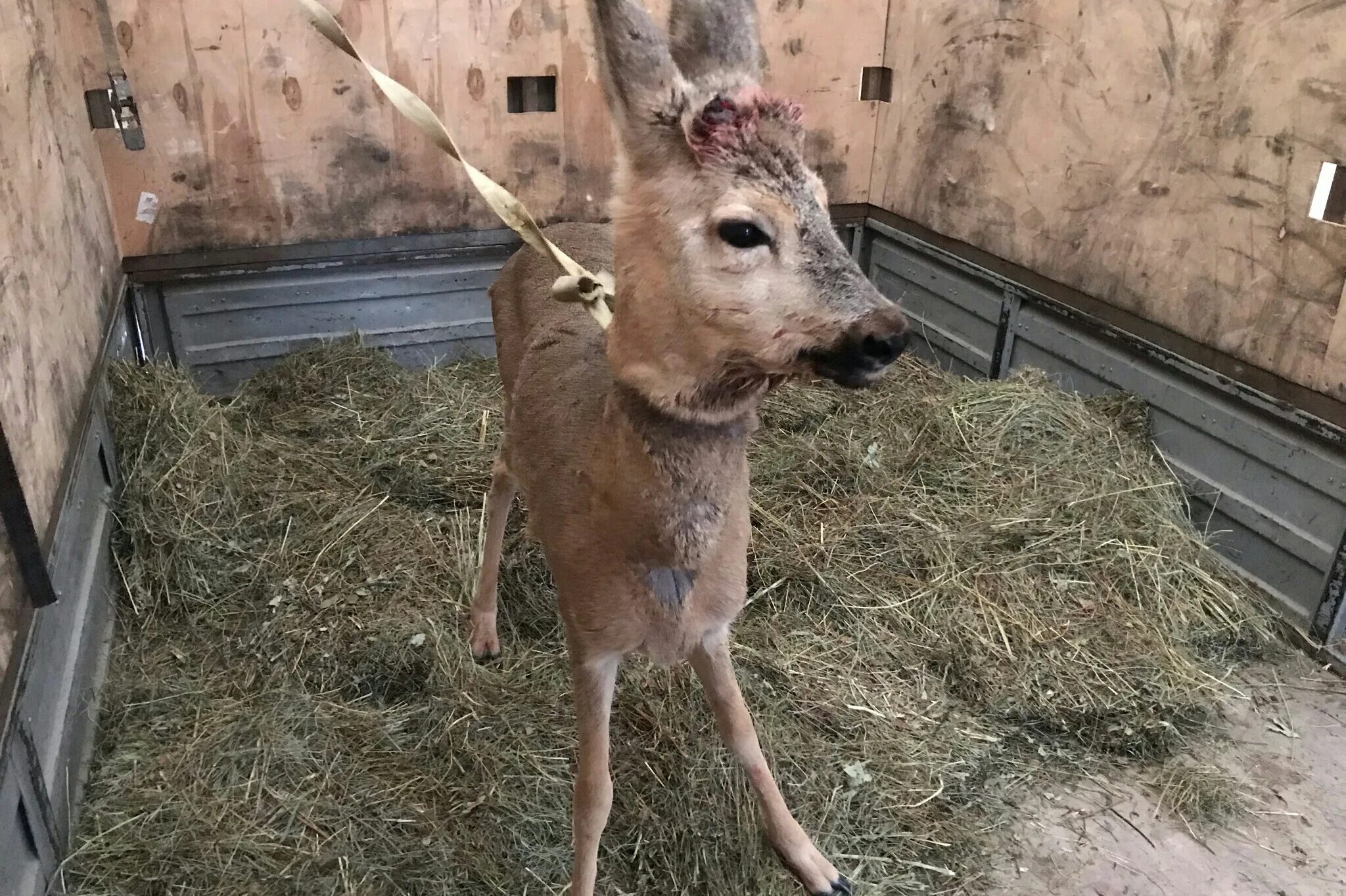 косуля в самаре. косуля самарская лука. дикая коза в самарской области. дикая коза самара. косуля самара.