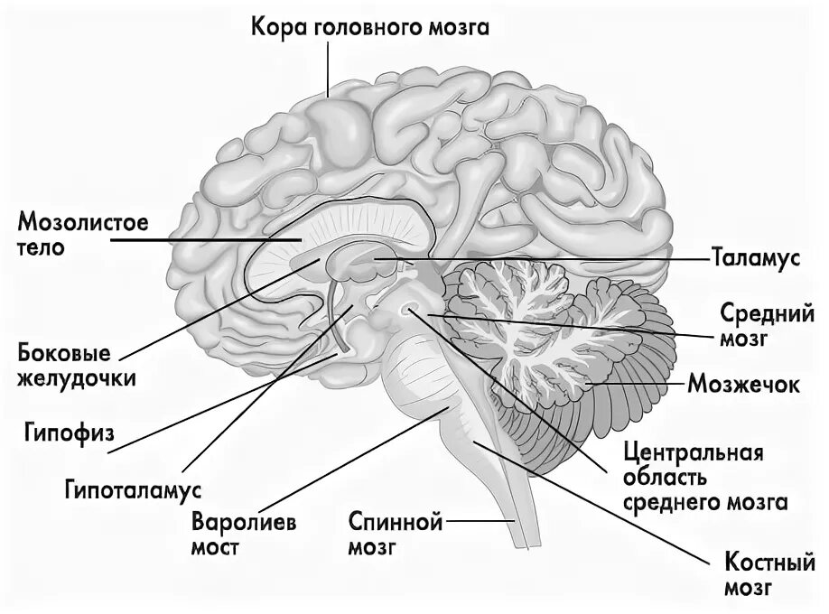 Гипоталамус на схеме мозга. Подкорковые структуры мозга.