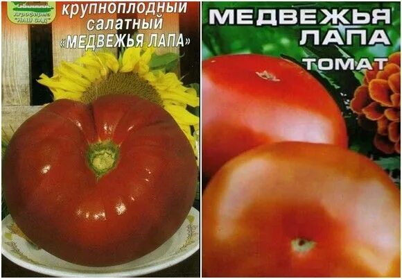 Самые сладкие сорта томатов которые мне доводилось выращивать Моя успешная дача 