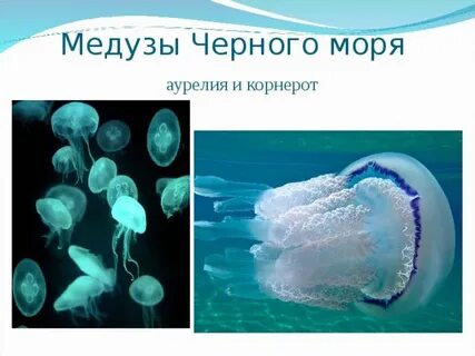 Приспособление медузы