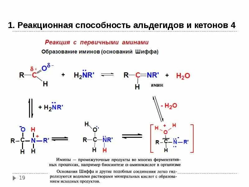 1. Альдегиды и кетоны, реакционная способность. Реакционные центры в альдегидах и кетонах. Реакционные центры альдегидов кетонов и карбоновых кислот. Альдегиды с первичными аминами.