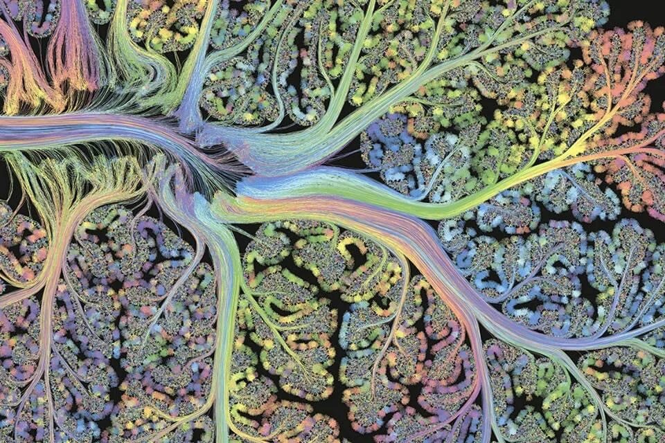 Нейронная сеть мозга человека. Снимки головного мозга Greg Dunn. Нейросеть под микроскопом. Фантастические снимки головного мозга.