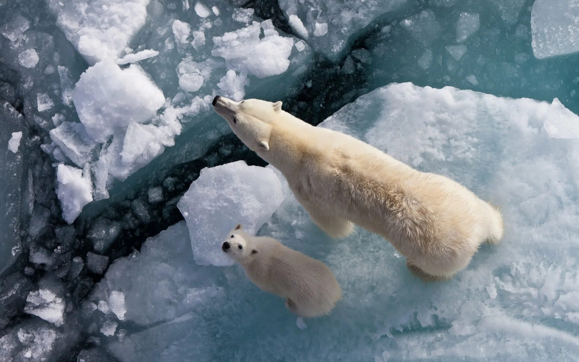 Ice animals. Белые медведи в Арктике. Белые медведи в Антарктиде. Полярные животные. Белый медведь на севере.