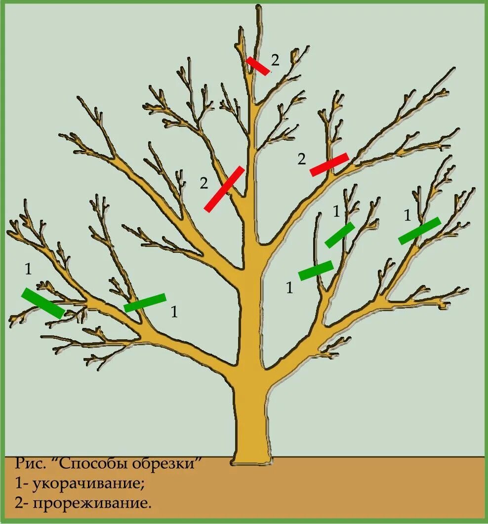Подрезка. Схема обрезки плодовых деревьев осенью. схема подрезки плодовых деревьев. подрезка яблонь весной схема. обрезка яблонь груш весной схема.