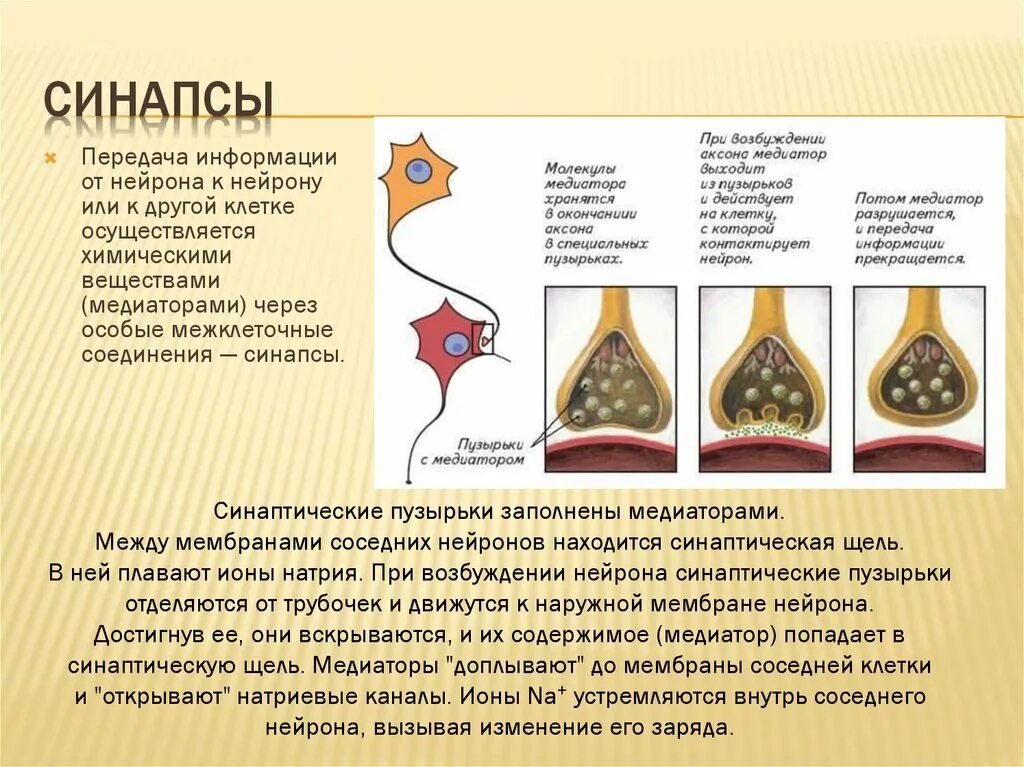 Синапс и синаптическая передача. Синаптической передачи импульса между нервными клетками. Медиаторы синапсов. Этапы синапса.