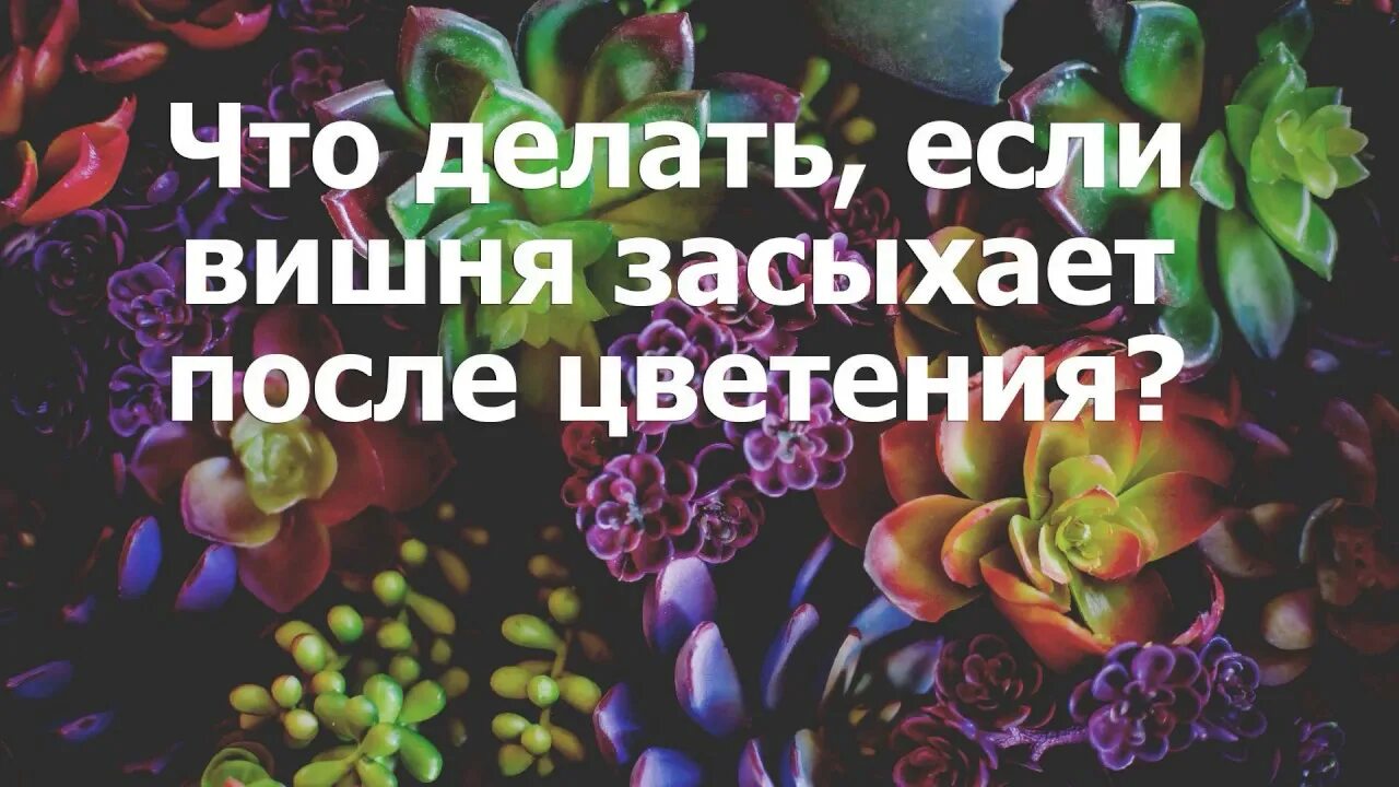 Почему после цветения вишня. Вишня засыхает после цветения. Вишня засыхает после цветения что делать. Засохшая вишня. Сохнет вишня после цветения.