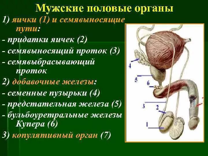 Мужские яички органы. Мужской семявыносящий проток функции. Семявыносящий проток анатомия. Семявыводящий проток анатомия. Мужские половые органы яичка функции и строения.