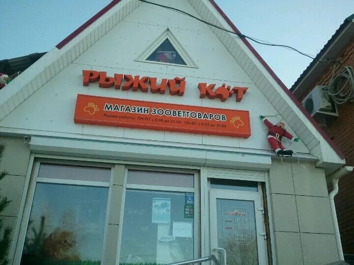 веткабинет рыжий кот оренбург. магазин рыжий кот чебоксары. рыжий кот оренбург телефон. рыжий кот зоомагазин. рыжий кот магазин.