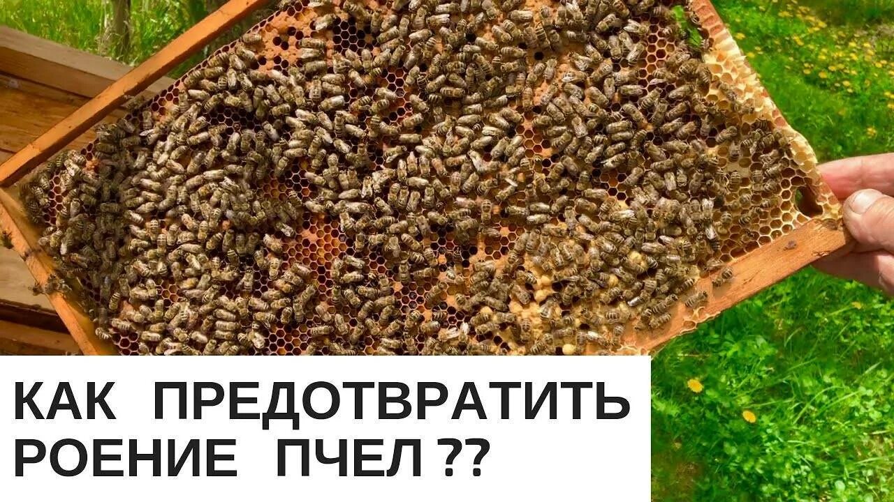Пчеловодство. Роение пчел.. Роение пчёл как предотвратить. Как избежать роение пчел. Роение пчел ЕГЭ. Пчела уток