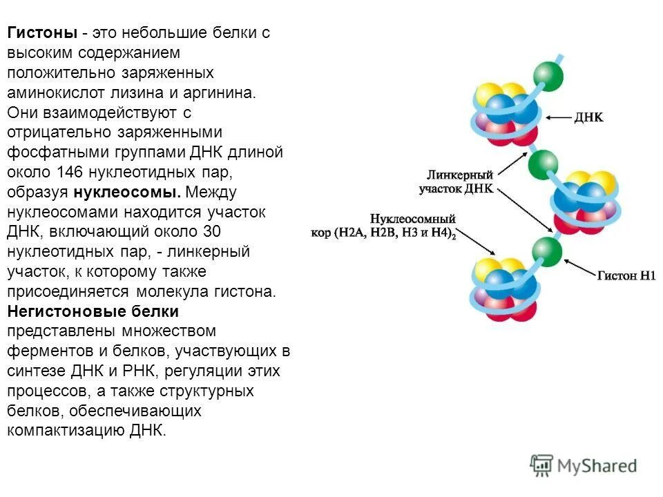 Днк белок строение функции. Строение белков гистонов. гистон h1 функция. днк и белки гистоны. гистоны строение и функции.