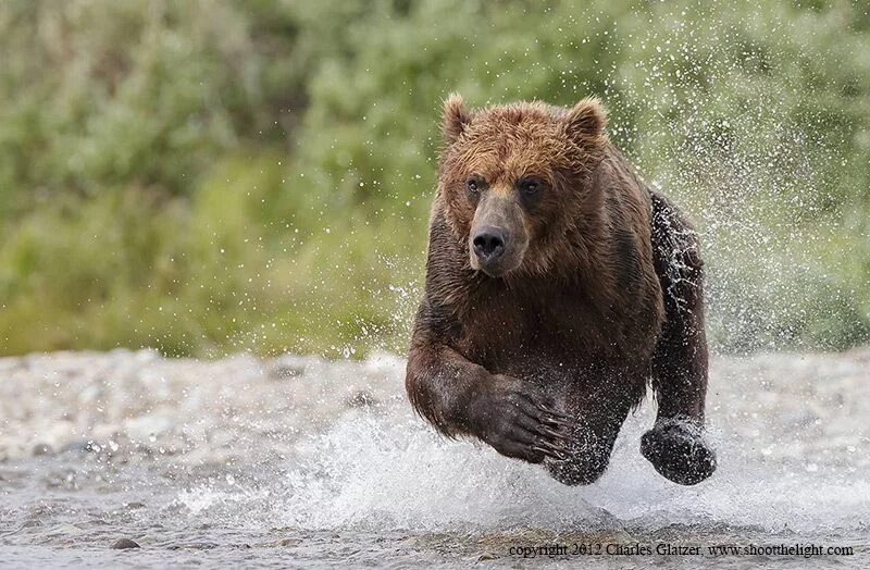 Максимальная скорость медведя при беге км ч. Медведь Гризли скорость бега. Сибирский бурый медведь. Медведь убегает. Бурый медведь бежит.