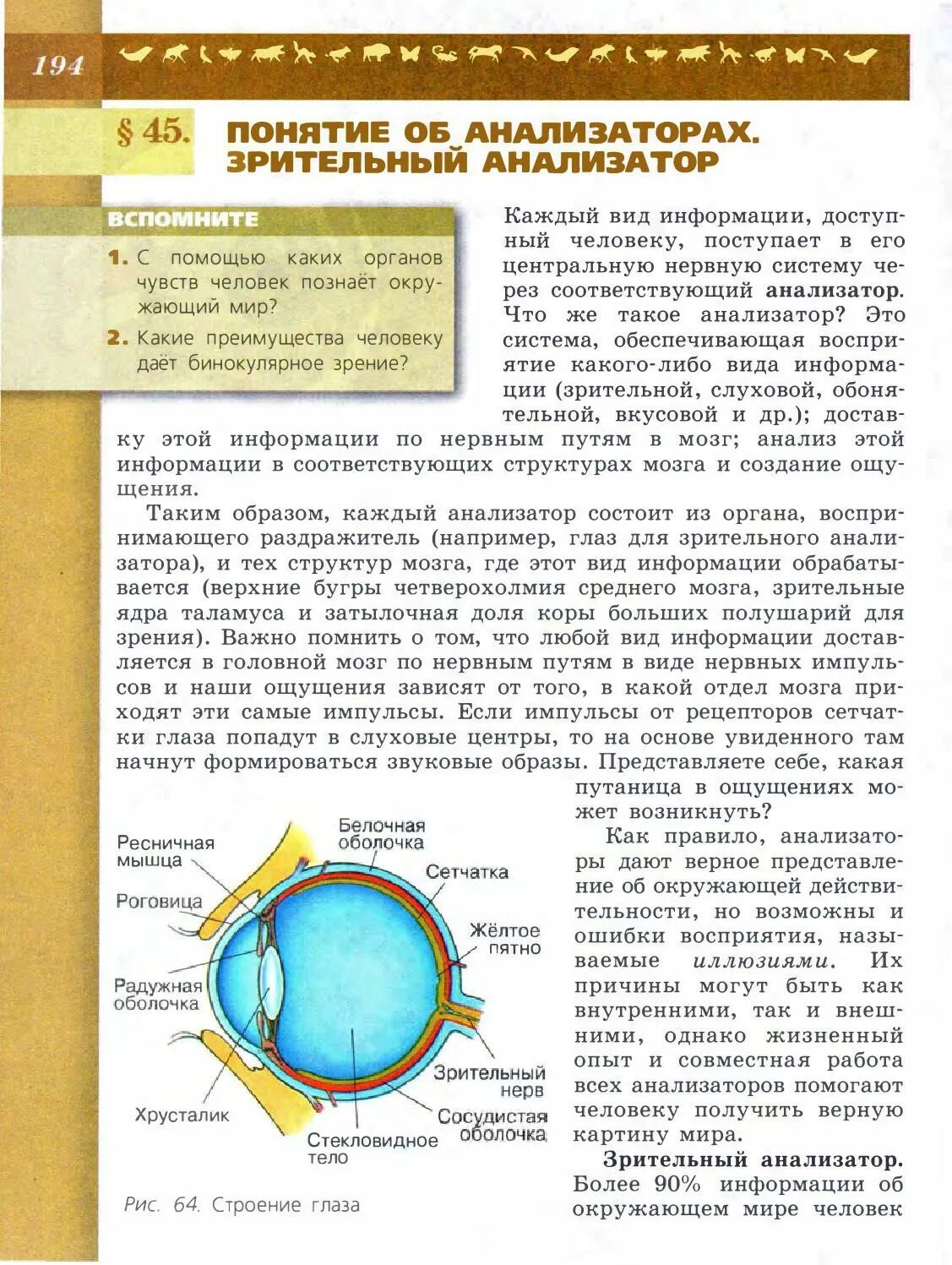 Функции зрительного анализатора таблица. Строение глаза 8 класс биология Пасечник. Строение глаза из учебника. Строение глаза 8 класс биология. Зрительный анализатор биология.
