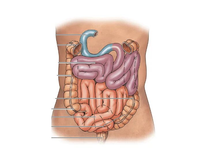 Тонкая кишка человека рисунок. Строение кишечника человека схема. Строение кишечника человека схема с названиями. Строение кишечника у женщин схема с названиями. Анатомия кишечника человека схема расположения у мужчин.