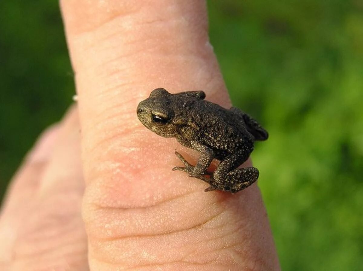Как избавиться от лягушек на участке. Детеныш лягушки. Детеныш Жабы. Маленькие жабки. Серая жаба маленькая.