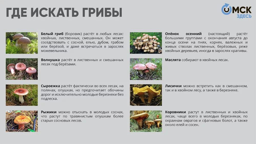 Почему появляются грибы. Съедобные грибы. Виды грибов фото и описание. Какие грибы съедобные. Ядовитые и съедобные грибы в лесу.