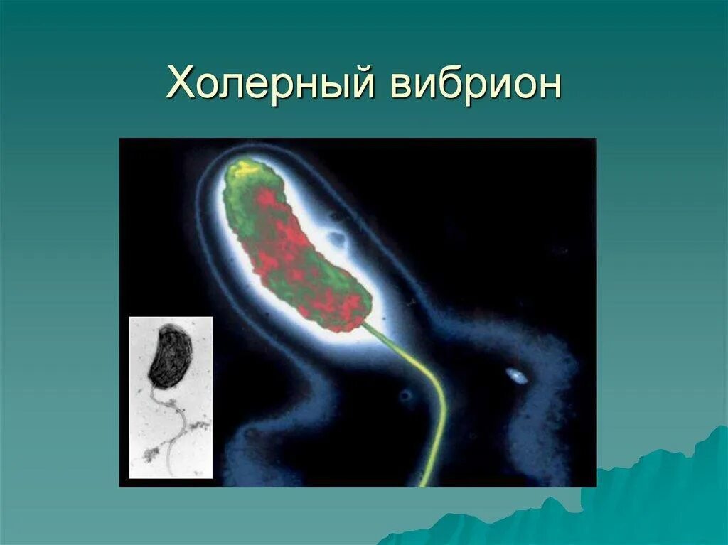 Организм трутовик окаймленный холерный вибрион. Холерные вибрионы строение. Риф холерный вибрион. Форма клетки холерного вибриона. Холерный вибрион строение клетки.