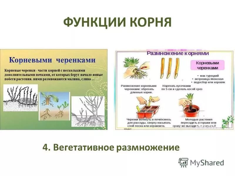 Какие функции выполняют корни растений 6 класс. Основные функции корня. Корневыми черенками размножаются. Функции корня вегетативное размножение.