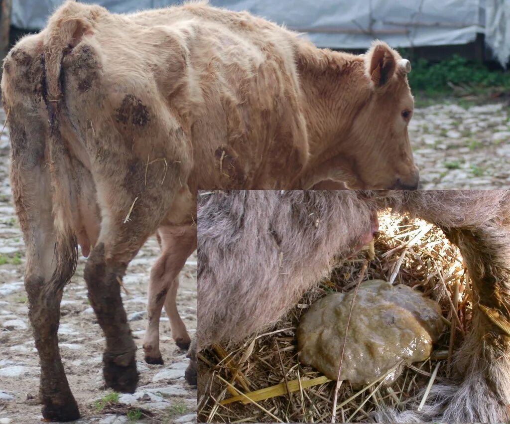 паратуберкулёзный энтерит. понос у теленка месяц. понос у теленка месяц. понос у теленка месяц. понос у теленка месяц.