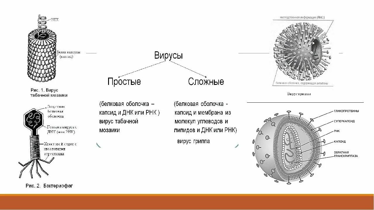 Строение сложного вируса вирусов. Строение простых и сложных вирусов. Строение вируса 10 класс биология схема. Строение вирусов простые сложные и сложные.