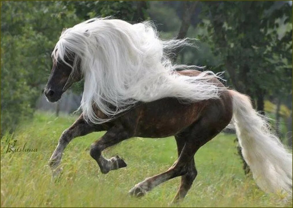 Конь с черной гривой. Серебристо Вороная лошадь. Серебристо-Вороная лошадь скалистых гор. Фризская лошадь с белой гривой. Игреневая масть.