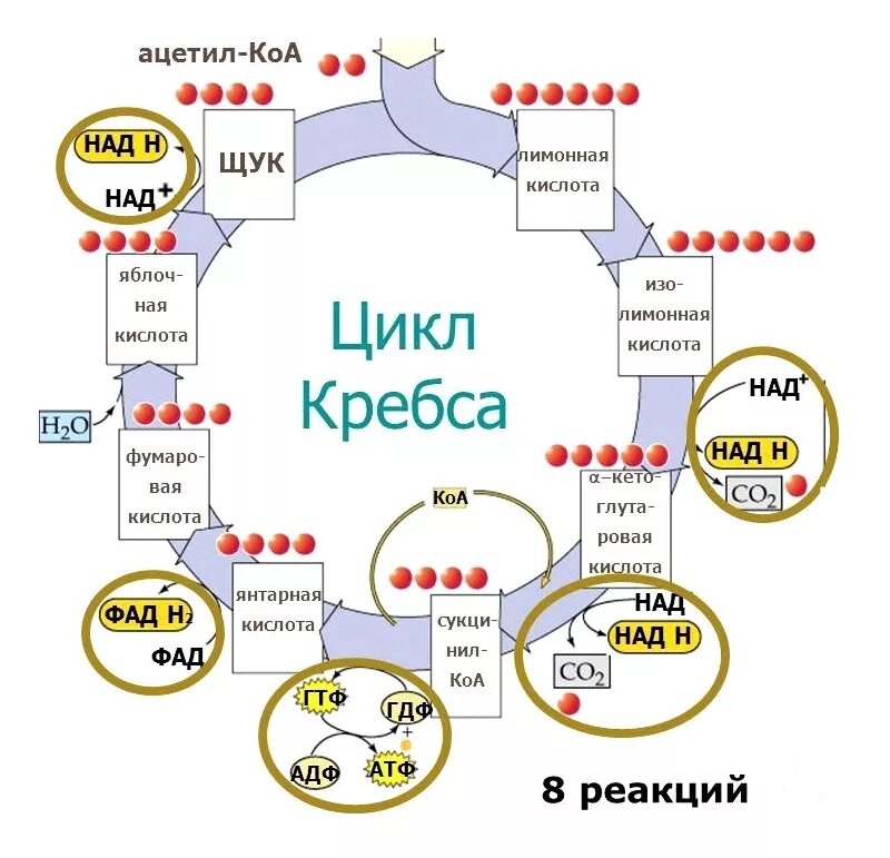 Коа 5. Цикл Кребса ЦТК. Цикл трикарбоновых кислот схема. Цикл трикарбоновых кислот ЦТК биохимия. Цикл Кребса биохимия.