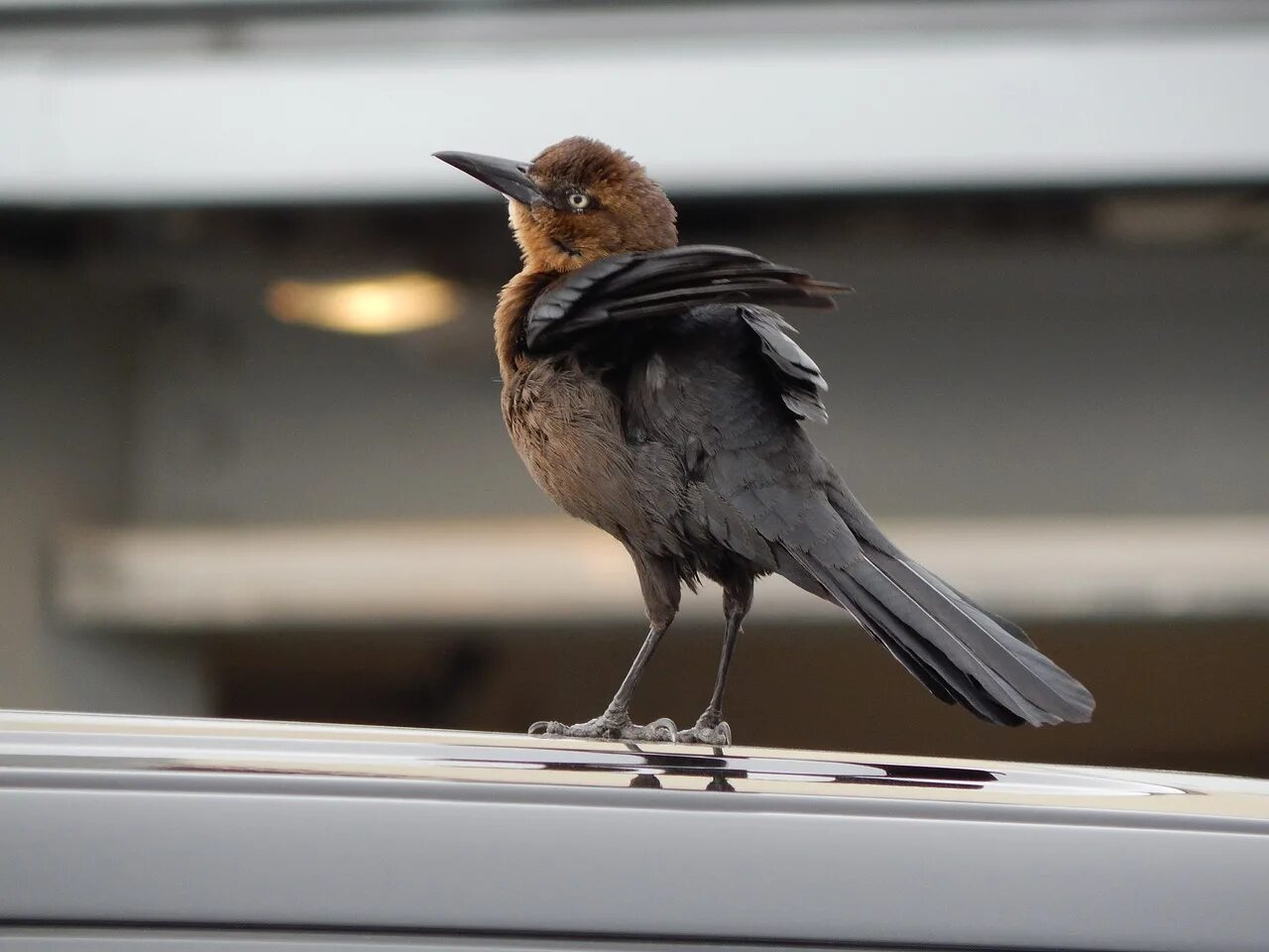 Машина bird. Машина птица. Птицы на автомобиле. Птица пешеход. Машина с птичкой.