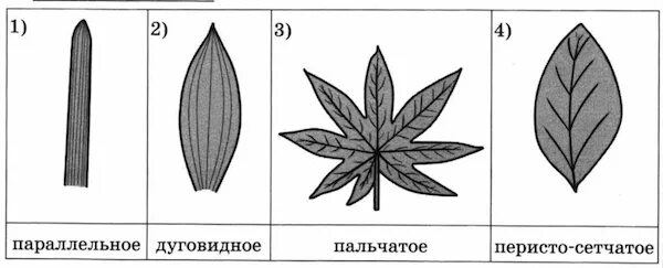 Параллельное 2 дуговидное 3 пальчатое 4 перистое. Тип листа 1) черешковый 2) сидячий. Черешковый 2) сидячий. ИП листа 1) черешковый 2) сидячий. Жилкование листа на сидячем листе.