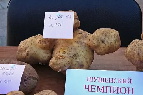 Когда будет день картошка